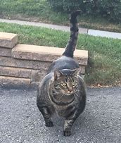 Image result for Really Buff Cat