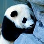 Image result for Aesthetic Panda Wallpaper