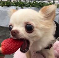 Image result for Aesthetic Funny Dog