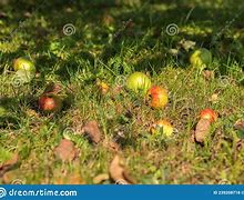 Image result for Picking Fruit Lying Down
