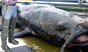 Image result for Biggest Catfish Ever Seen