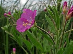 Image result for adelfilla