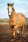 Image result for Horse Dies