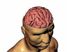 Image result for Brain in Head