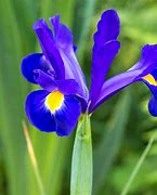 Image result for Iris Blue Ice