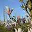 Image result for Magnolia Heaven Scent