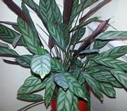 Image result for House Plant Identifier