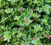 Image result for Red Apple Succulent Ground Cover