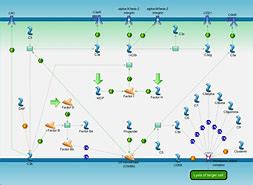 Image result for Complement Pathway Map