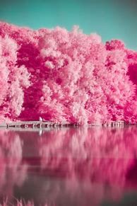 Image result for Free Pink Wallpaper