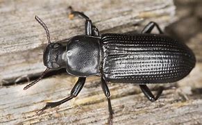 Image result for "ground-beetle"