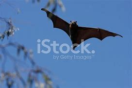 Image result for Brown Bat Flying