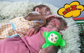 Image result for A Image of Monkeys and Apes Together