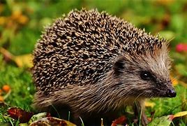 Image result for British Hedgehog