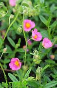 Image result for Helianthemum Lawrensons Pink