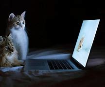 Image result for Galaxy Cat Laptop Wallpaper 4K Cute