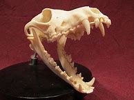 Image result for Coyote Euro Mount