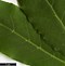 Image result for Laurus nobilis