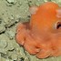Image result for Pygmy Octopus