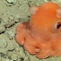Image result for Purple Octopus