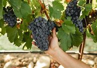 Image result for Pasxa Syrah River Rock