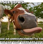 Image result for Look Cows Meme