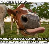 Image result for International Cow Meme