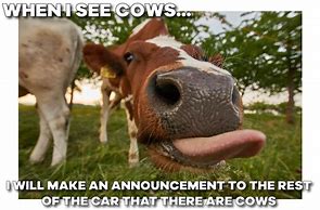 Image result for Cow Subway Memes