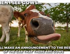 Image result for Legendary Cow Meme