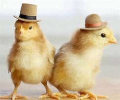 Image result for Funny Cute Baby Chickens