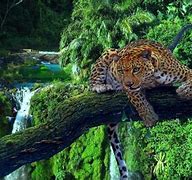 Image result for tropical rainforest wallpapers 4k phones