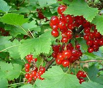Image result for Dark Red Fruits