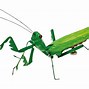 Image result for cricket insect clipart