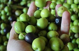 Image result for aceitunero