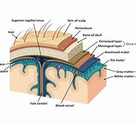 Image result for Spaces in the Brain