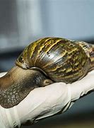 Image result for Largest African Land Snail