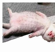 Image result for Cat Playing Dead Meme