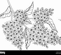 Image result for Lilac Clip Art Black and White