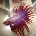 Image result for Betta Fish Most Beautiful Tail