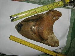 Image result for Biggest Megalodon Ever Found