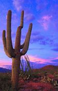 Image result for Arizona Desert Cactus Flowers Sunset