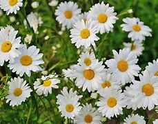 Image result for Daisy Flower Plant