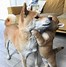 Image result for Shiba Inu Dog Funny