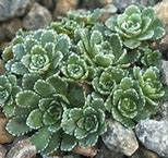 Image result for Saxifraga canis-dalmatica