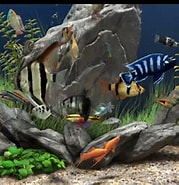 Image result for Free Dream aquarium. Size: 179 x 185. Source: www.youtube.com