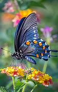 Image result for Baby Butterfly Wallpaper