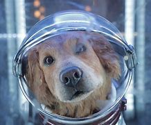 Image result for Cosmo Stellar Dog