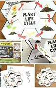Image result for Plant Life Cycle Foldable