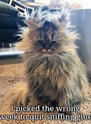 Image result for Stressed Out Cat Meme