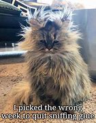 Image result for Cat Holding Head Stressed Meme